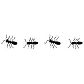 Ant