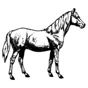 HORSE013
