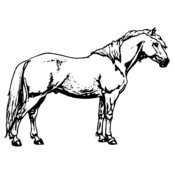 HORSE016