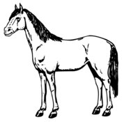 HORSE021