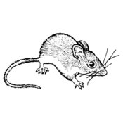 MOUSE005