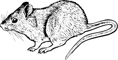 MOUSE004